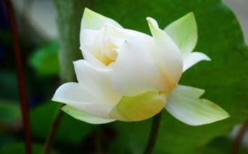 Ý nguyện cuối cùng và di thư